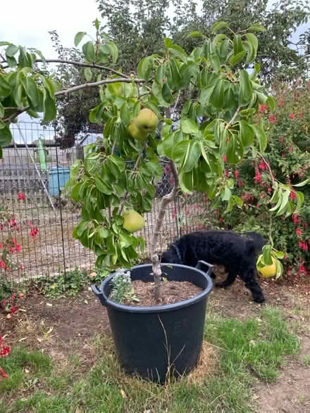 Photo of free Lovely Potted Pear Tree (Strood, ME2) #1
