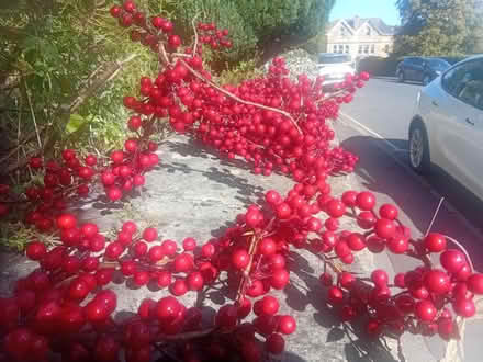 Photo of free For next Christmas....decoration (Upper oldfield park) #4