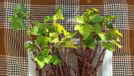 Photo of free Blackcurrant cuttings (Hockley Port B18) #2