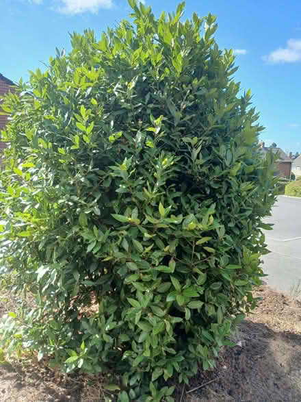 Photo of free Fresh bay leaves (Chipping Sodbury BS37) #1