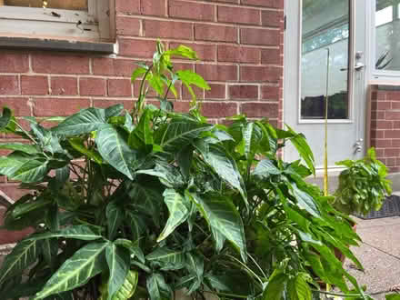Photo of free Large Arrowhead Plant (Glover Park) #3