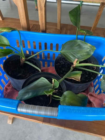 Photo of free House Plants (Wigton) #1