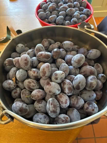 Photo of free Plums - free to come and pick (Baldon Row OX44) #1