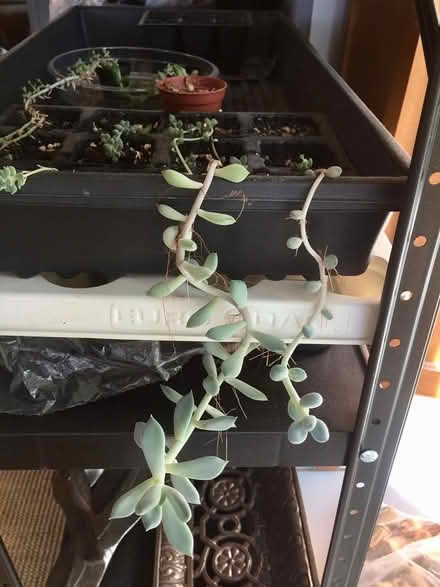 Photo of free Succulents for propagation (Thornhill) #1