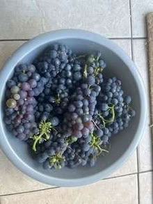 Photo of free grapes (Caldecott OX14) #1