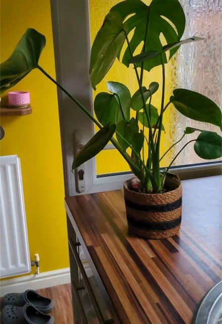 Photo of free Cheese Plant (Kidsgrove ST74) #1