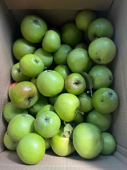 Photo of free Cooking apples (Moortown LS17) #1