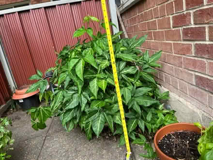 Photo of free Large Arrowhead Plant (Glover Park) #1