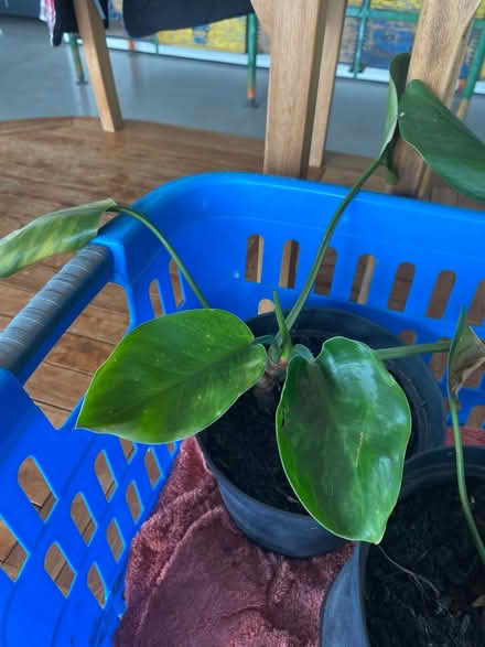 Photo of free House Plants (Wigton) #2