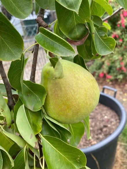 Photo of free Lovely Potted Pear Tree (Strood, ME2) #3