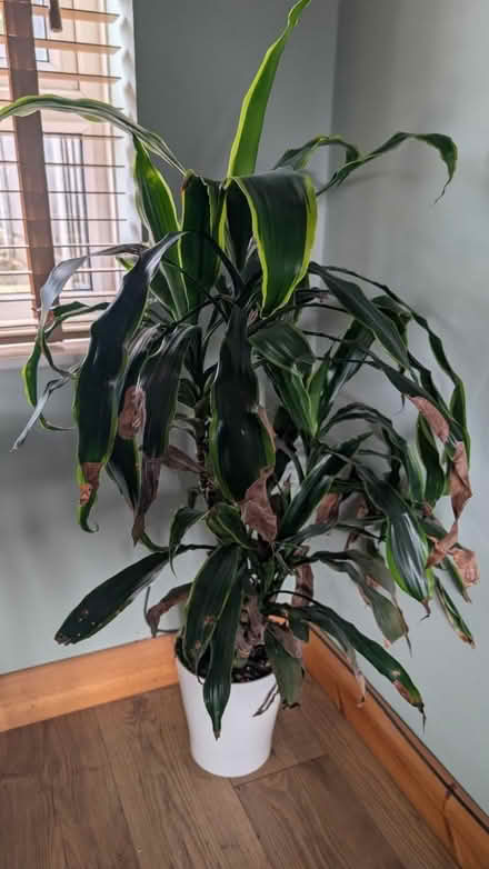 Photo of free House plant (Dronfield S18) #1