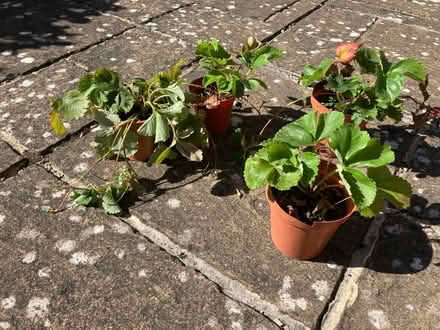 Photo of free Strawberry plants (Walderslade Bottom ME5) #1