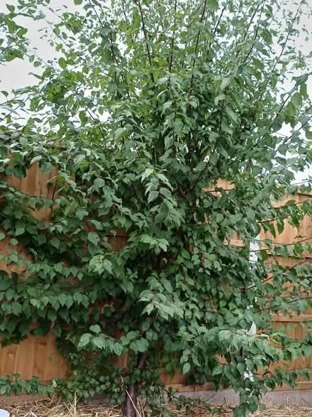 Photo of free Blackthorn bushes Sloes (Ecclesfield S5) #2