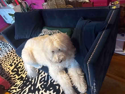Photo of free Small dark blue velvet couch (Riverside) #1