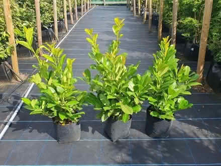Photo of evergreen bush/shrub ST3 (Star yard ST3) #1