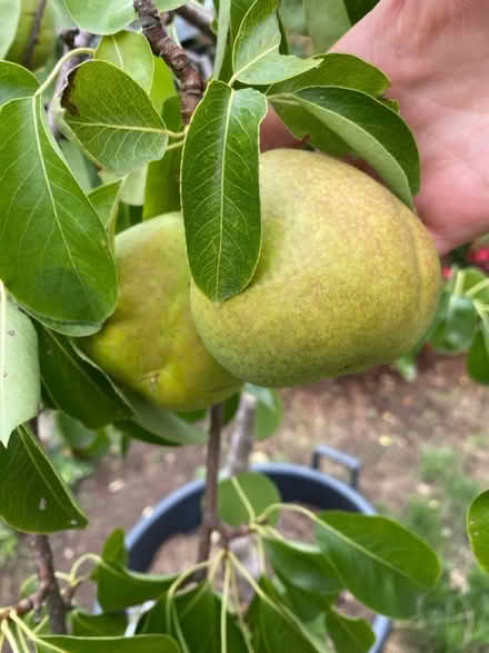 Photo of free Lovely Potted Pear Tree (Strood, ME2) #2