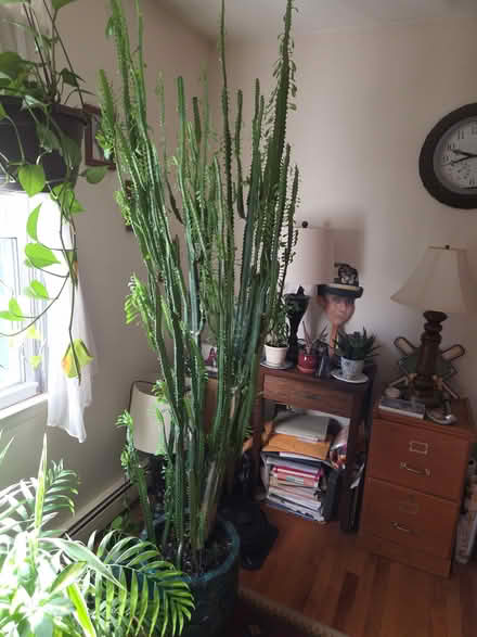 Photo of free Very tall cactus plant (Fishkill) #1