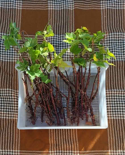 Photo of free Blackcurrant cuttings (Hockley Port B18) #1