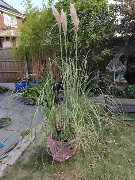 Photo of free Pampas Grass (Swan Lane, Wickford, SS11) #1