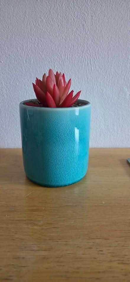 Photo of free Plastic plant ornament (Tooting Bec, SW17) #1