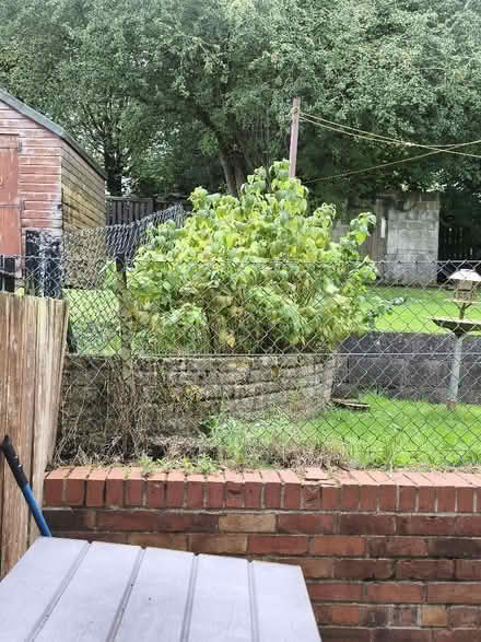 Photo of free Raspberry canes (Hillhouse ML3) #1