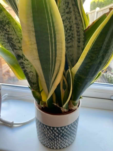 Photo of free 3 indoor plants (Castle Donington DE74) #2