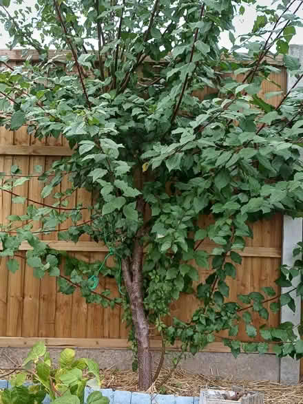 Photo of free Blackthorn bushes Sloes (Ecclesfield S5) #3