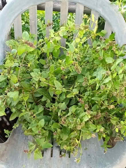 Photo of free Chocolate mint cuttings (Hockley Port B18) #1