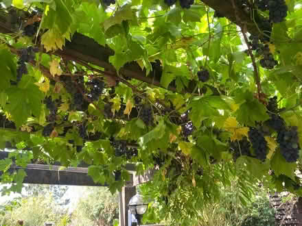 Photo of free Black garden grapes for wine making. Ready to harvest (Bearton SG5) #1