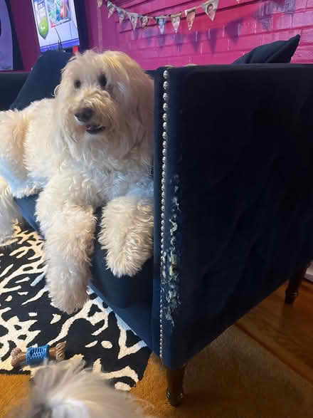 Photo of free Small dark blue velvet couch (Riverside) #2