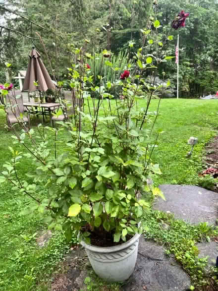 Photo of free Dahlia (Lunenburg) #2