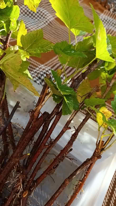 Photo of free Blackcurrant cuttings (Hockley Port B18) #3