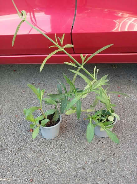 Photo of free Verbena bonariensis (Baswich ST17) #1