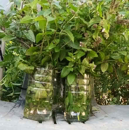 Photo of free Chocolate mint cuttings (Hockley Port B18) #2
