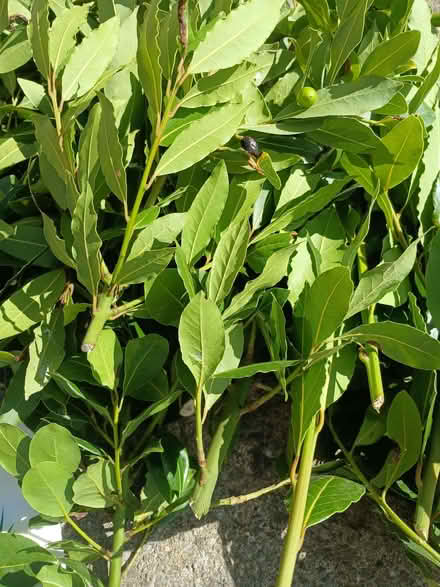 Photo of free Fresh bay leaves (Chipping Sodbury BS37) #2