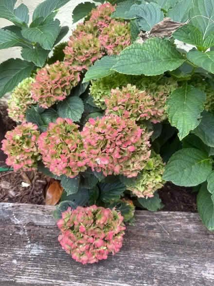 Photo of free 💐 Hydrangeas x2 (Chipping Barnet EN5) #1
