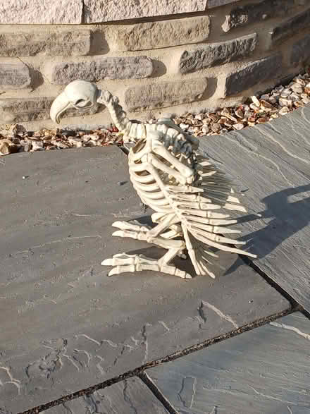 Photo of free Plastic vulture skeleton (Melksham Forest SN12) #1