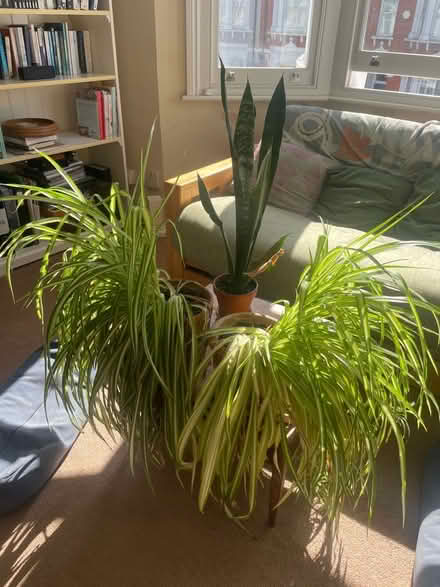 Photo of free Indoor Plants (Chiswick W4) #1