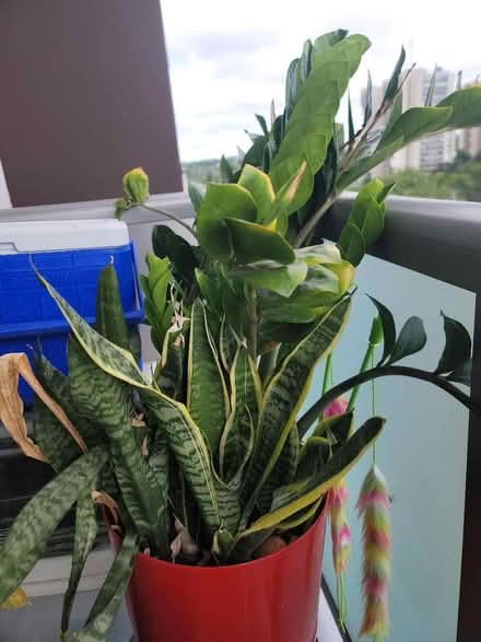 Photo of free Indoor plant (Oakville) #2