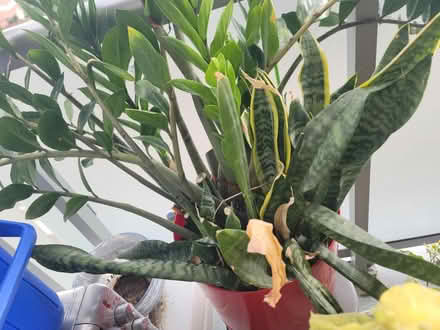 Photo of free Indoor plant (Oakville) #1