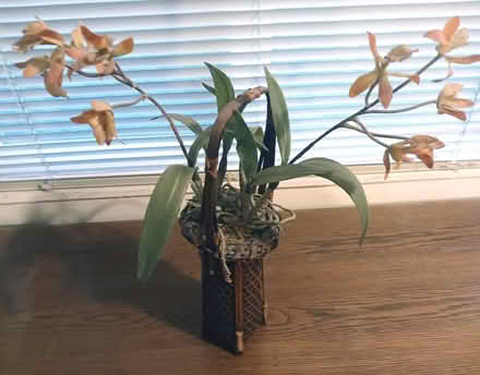 Photo of free Artificial Orchid Arrangement (Olivina & Murrieta (Livermore)) #1