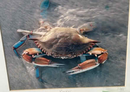 Photo of free CRAB Lovers Collection (Pembroke Pines) #2