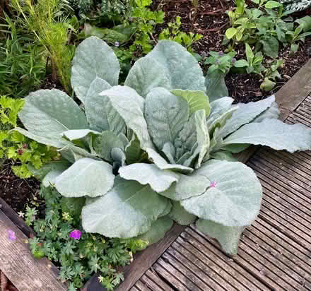 Photo of free Verbascum plants (Hatfield AL10) #4