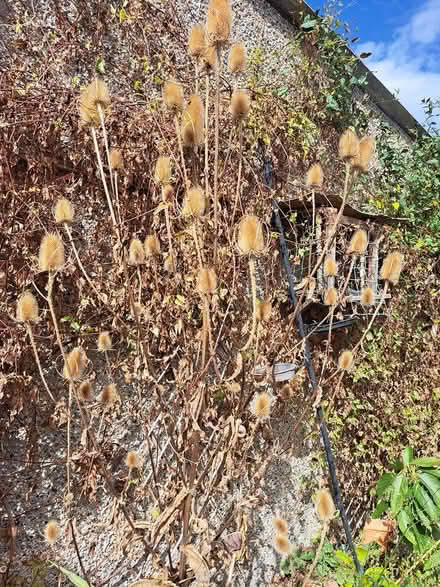 Photo of free Teasels for floral display etc (Trowbridge BA14) #1