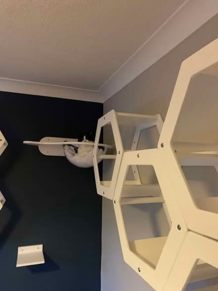 Photo of free Wall-mounted cat furnitue (Bearsden, Glasgow G61) #1