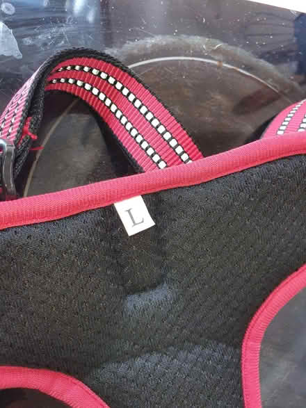 Photo of free dog harness and lead (S2 wybourn) #3