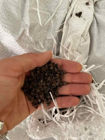 Photo of free Buckwheat Husks for craft or garden (Old Street EC2A) #3