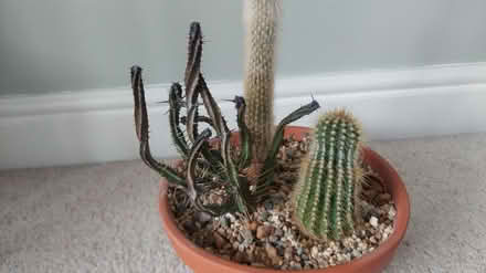 Photo of free Cacti (Glenfield, LE3) #2
