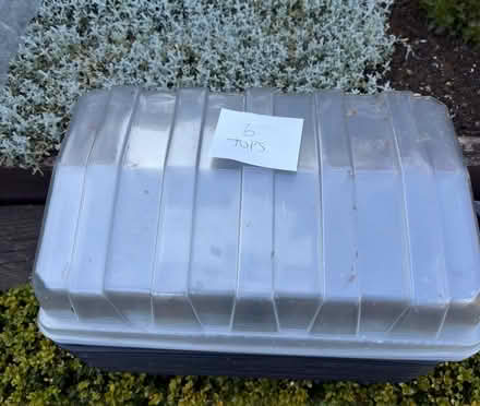 Photo of free Seed trays (Bromley,Hayes BR2) #3