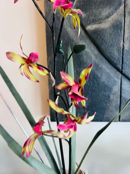 Photo of free Fake Tiger Orchid (West Bridgford NG2) #3